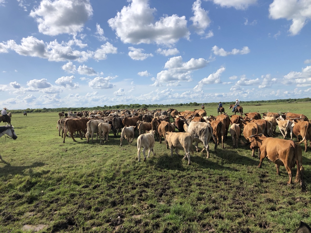 Gathering the herd