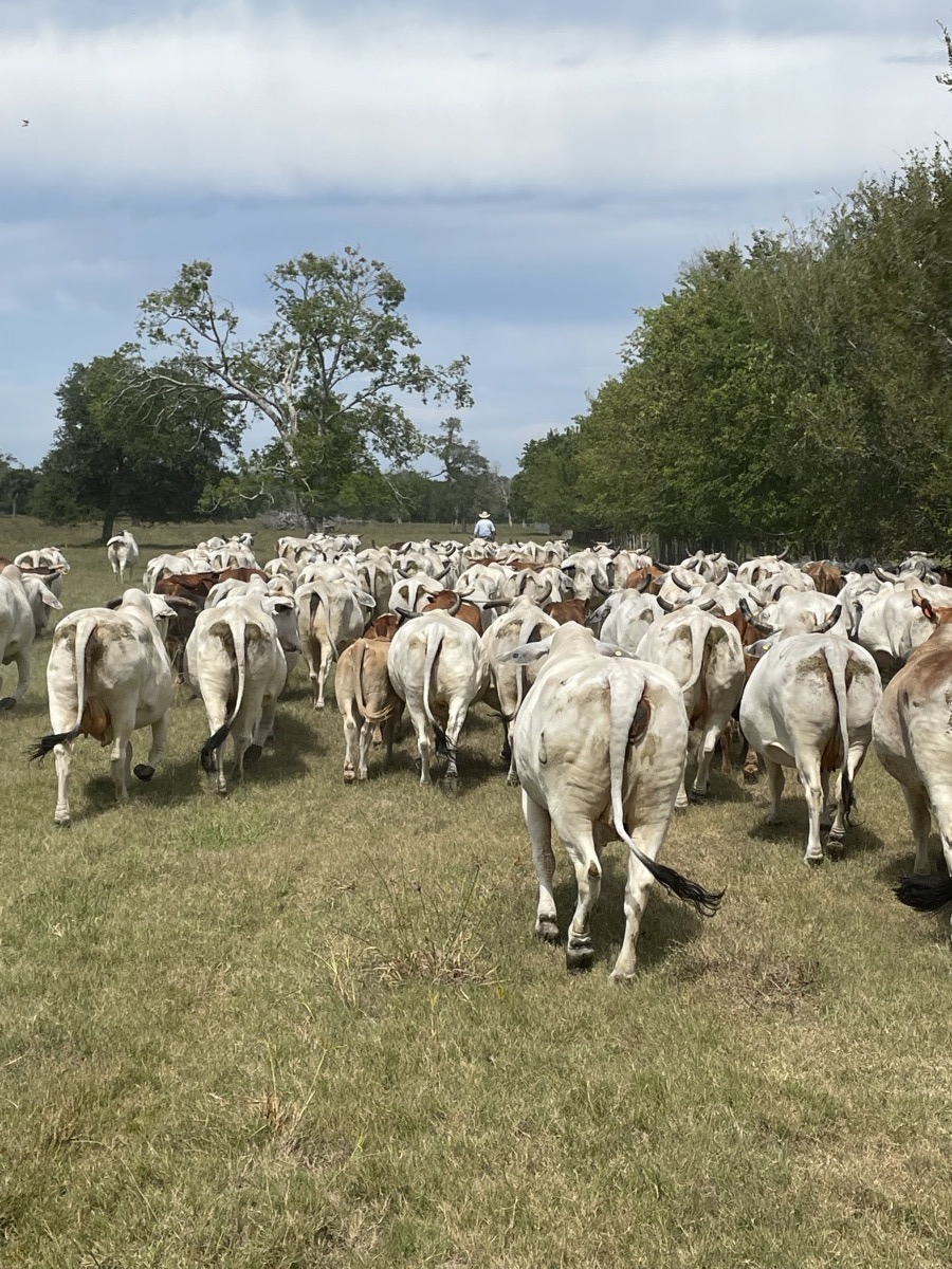 7J Ranch Gulf Coast cattle in Matagorda County, Texas