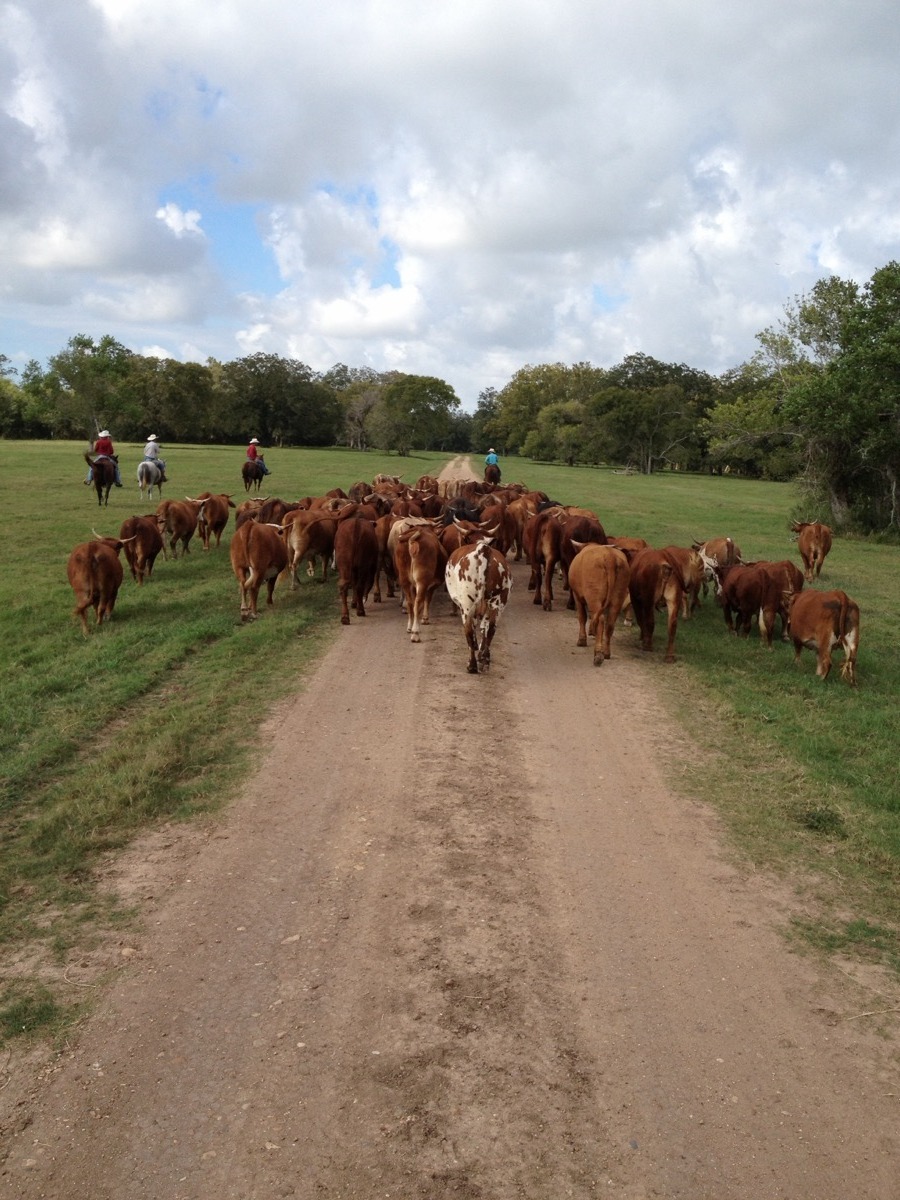7J Ranch Gulf Coast cattle in Matagorda County, Texas