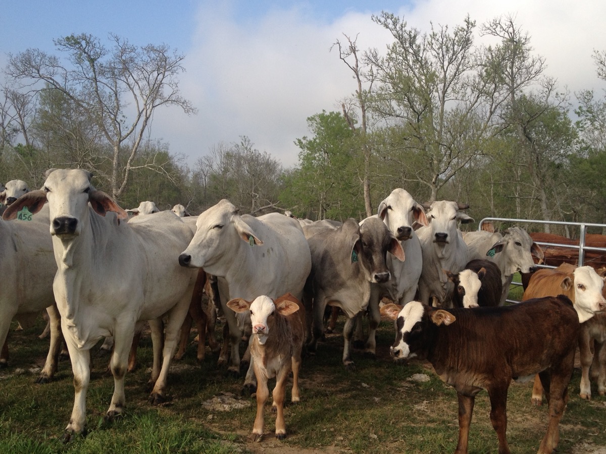7J Ranch Gulf Coast cattle in Matagorda County, Texas