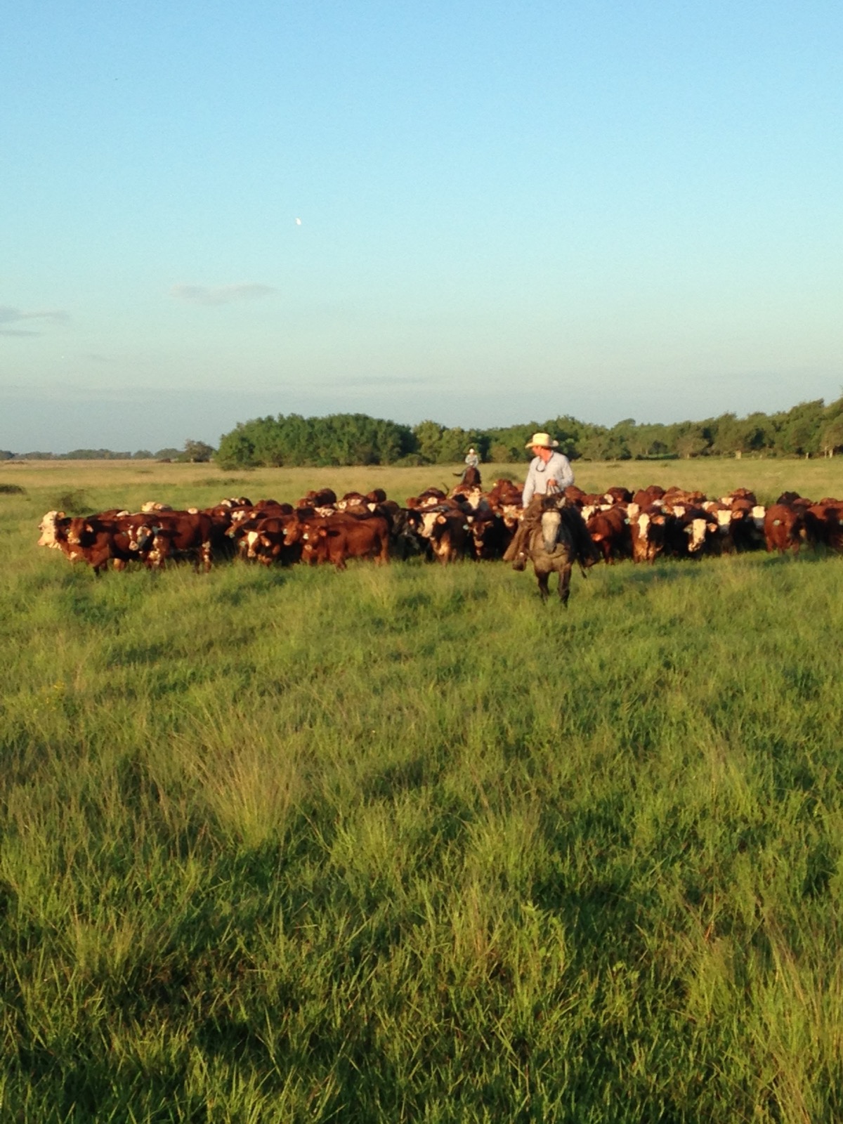 7J Ranch Gulf Coast cattle in Matagorda County, Texas
