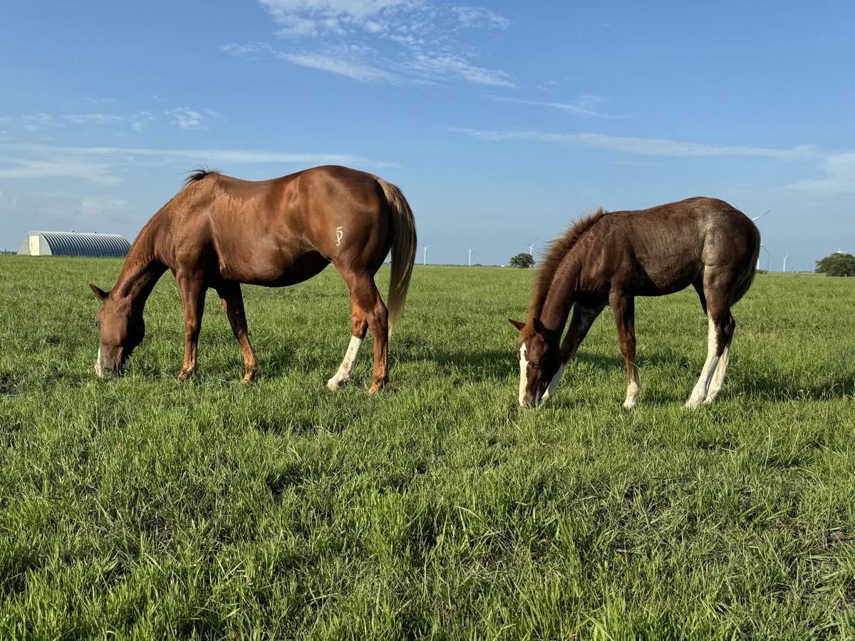 A 7J Ranch quarter horse at full gallop in Matagorda County, Texas