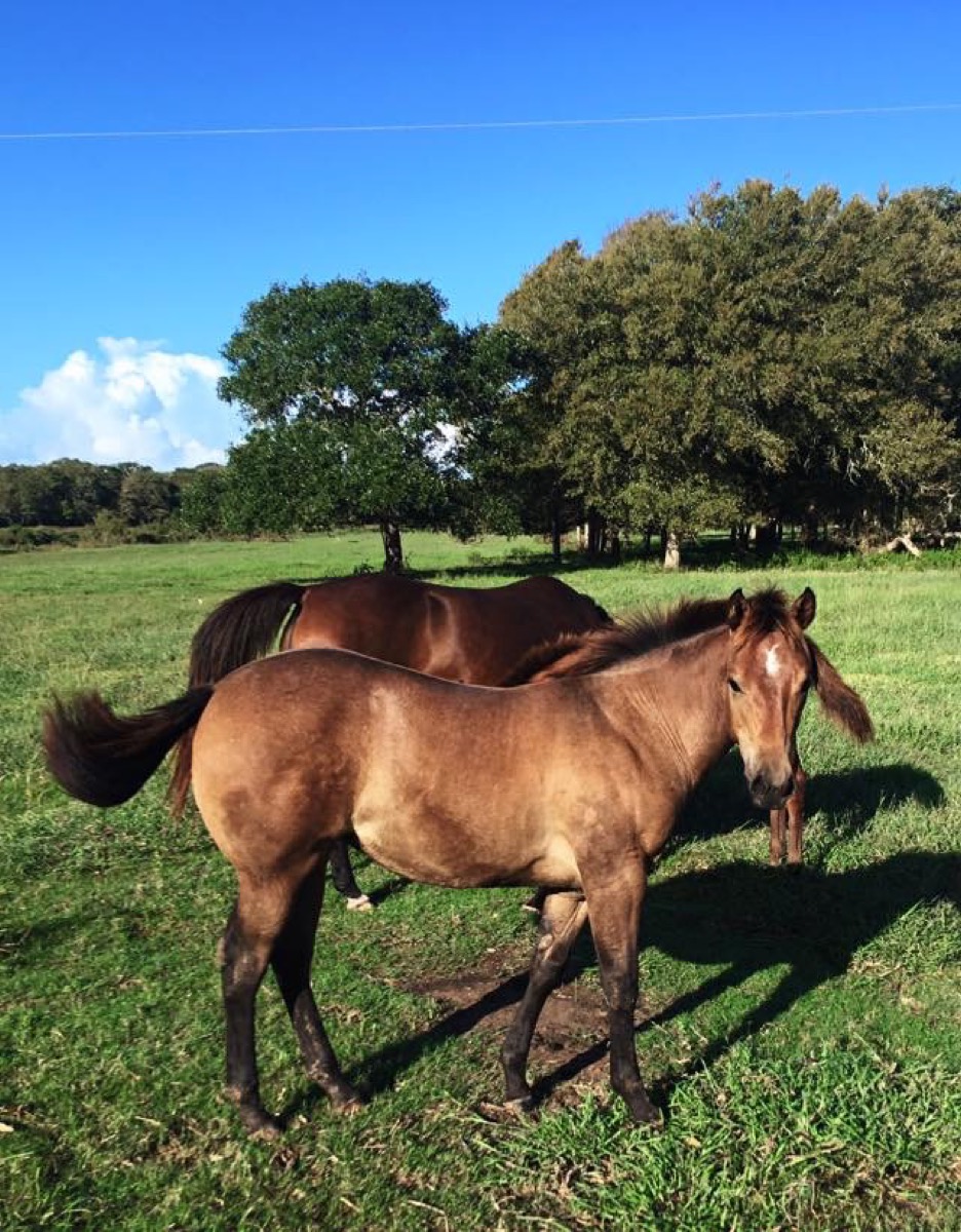 7J Ranch quarter horses in Bay City, Texas