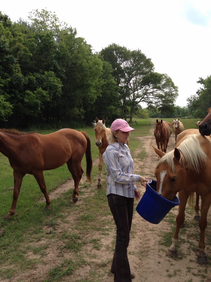 7J Ranch quarter horses in Bay City, Texas