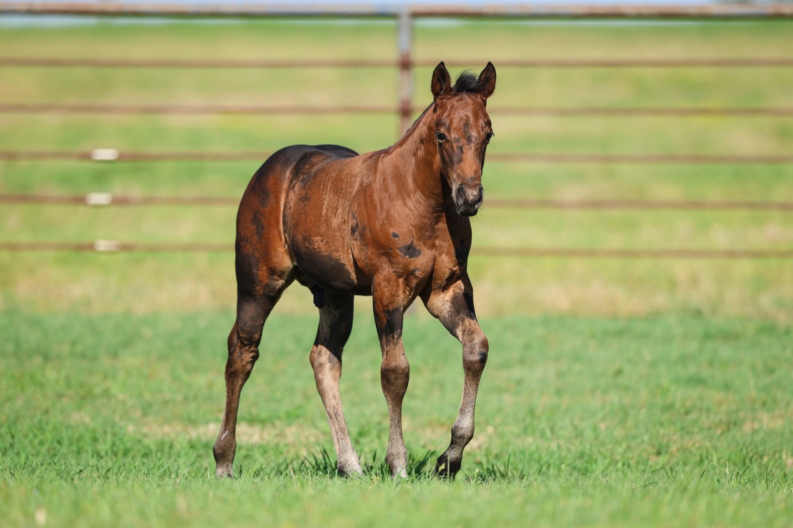 7J Ranch quarter horses in Bay City, Texas
